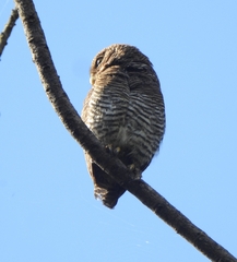 Glaucidium radiatum