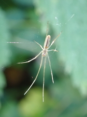 Tetragnatha
