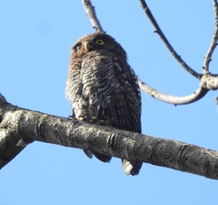 Glaucidium radiatum