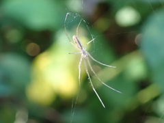 Tetragnatha