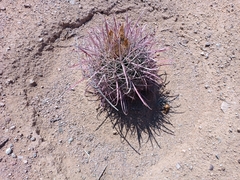 Ferocactus