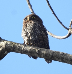 Glaucidium radiatum