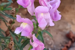 Antirrhinum