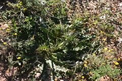 Berkheya armata