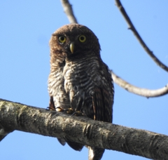 Glaucidium radiatum