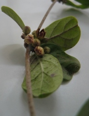 Hemidesmus indicus