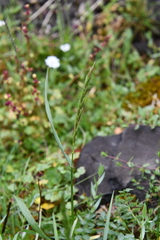 Elymus macrourus