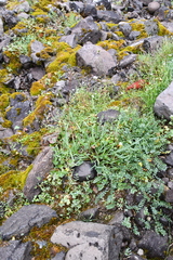 Elymus macrourus