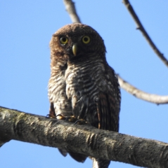 Glaucidium radiatum