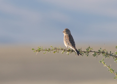 Linaria flavirostris