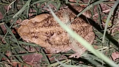 Incilius mazatlanensis