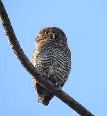 Glaucidium radiatum