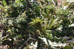 Berkheya armata