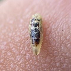Syrphini