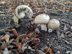 Agaricus augustus