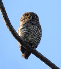 Glaucidium radiatum