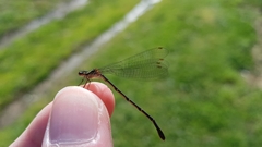 Xanthocnemis zealandica