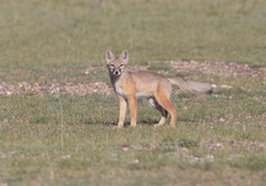 Vulpes corsac
