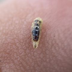 Syrphini