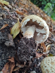 Agaricus augustus