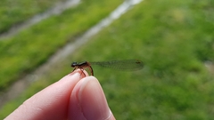 Xanthocnemis zealandica