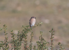 Lanius isabellinus