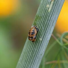 Harmonia