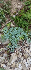 Mertensia