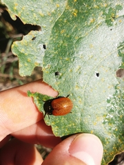 Chrysomela populi