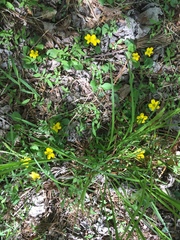 Ranunculus fascicularis