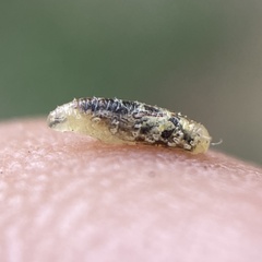 Syrphini