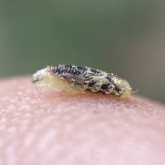 Syrphini