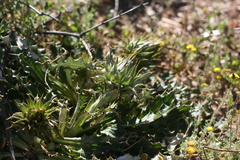 Berkheya armata