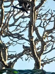 Eudynamys orientalis