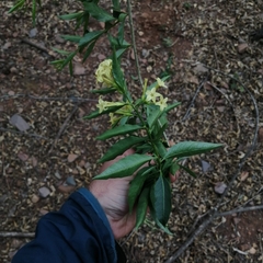 Cestrum