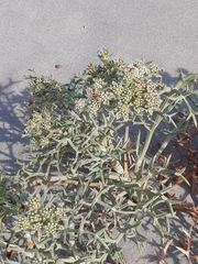 Echinophora spinosa