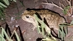Incilius mazatlanensis