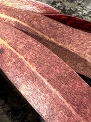 Myrsine salicina