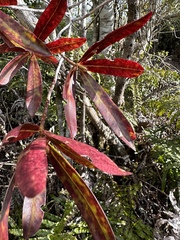 Myrsine salicina
