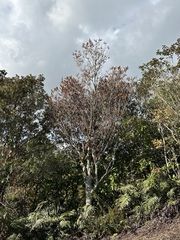 Myrsine salicina