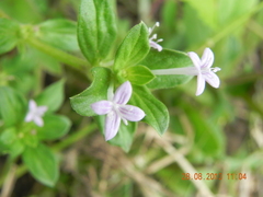 Sherardia arvensis