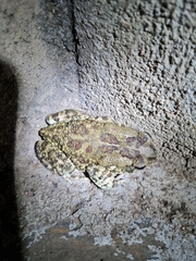 Sclerophrys garmani