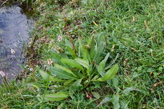 Rumex arcticus