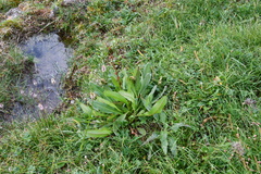Rumex arcticus