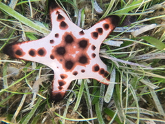 Protoreaster nodosus