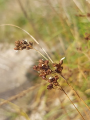 Juncus gerardi