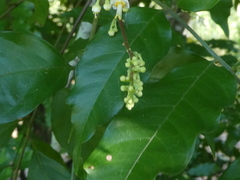 Toechima daemelianum