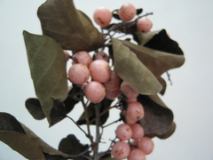 Cordia dichotoma