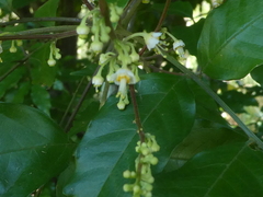 Toechima daemelianum