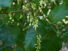 Toechima daemelianum